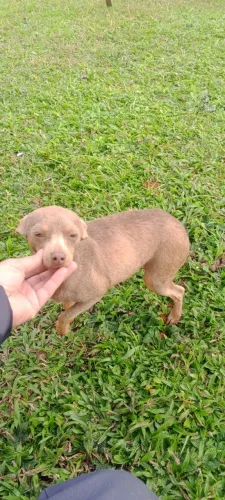 Venda fêmea de pinscher 
