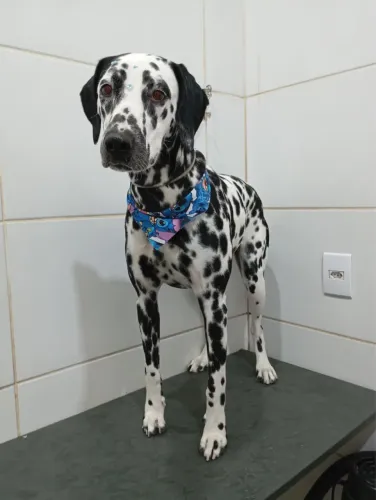 Dálmata Fêmea para cruza