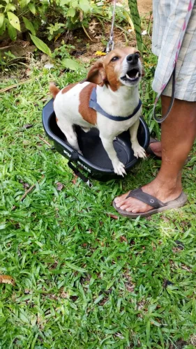 Queres passear com seu Cãozinho na Bike? 