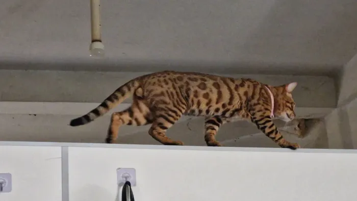 Bengal
