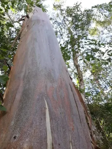 FAZENDA COM EUCALIPTO A VENDA NO ESTADO DE MINAS GERAIS ?? - ÁREA TOTAL 1.214,67 HECTARES 