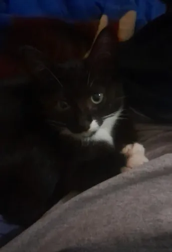Doando gatinhos frajolas
