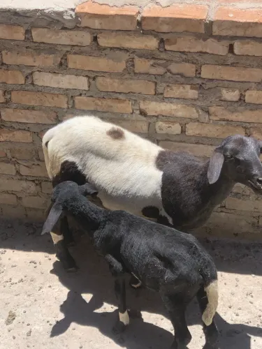 Carneiro pra vender 