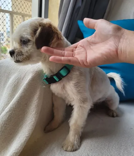 Lindo cachorrinho shih tzu mini para adoção responsável