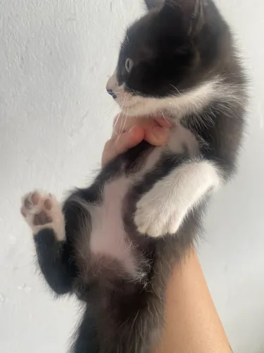 Doação de gatinhos 