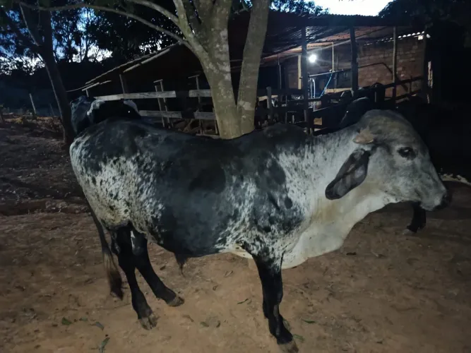 Garrote da raça gir leiteiro 