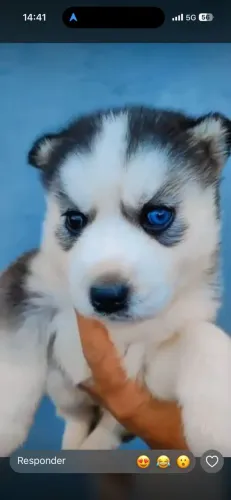 Filhotes de Husky Siberiano | Sempre sorridente.