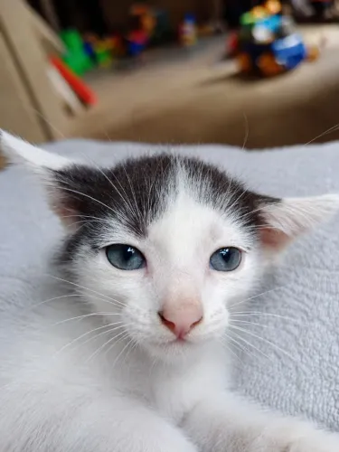 ADOÇÃO RESPONSÁVEL GATINHO