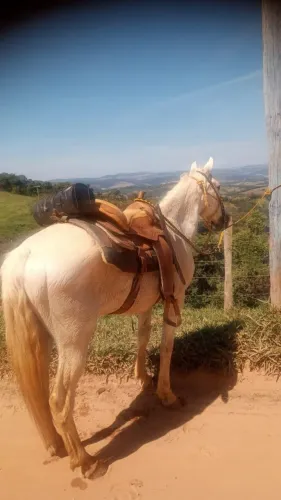 Cavalo a venda 