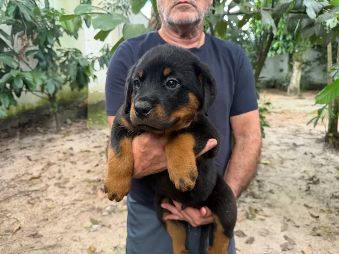 Rottweiler