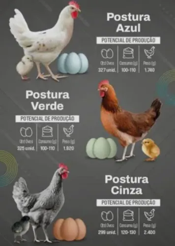 PINTINHAS DE POSTURA 
