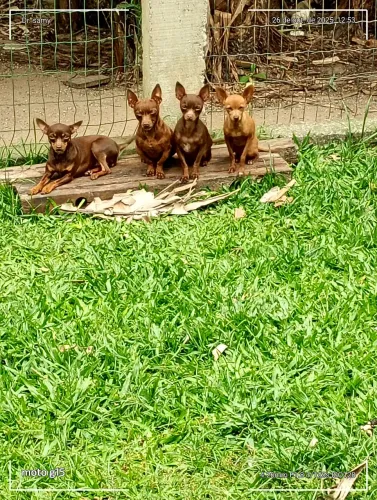 Pinscher busca namorado