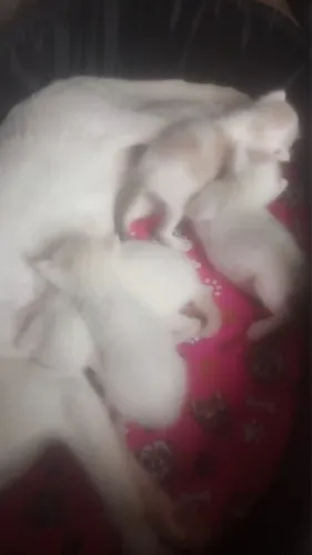 Gatinhos pra adoção