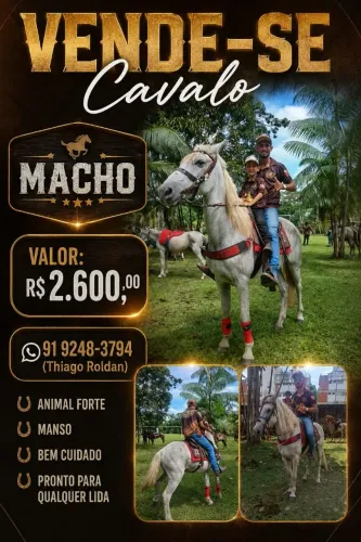 Cavalo Manso