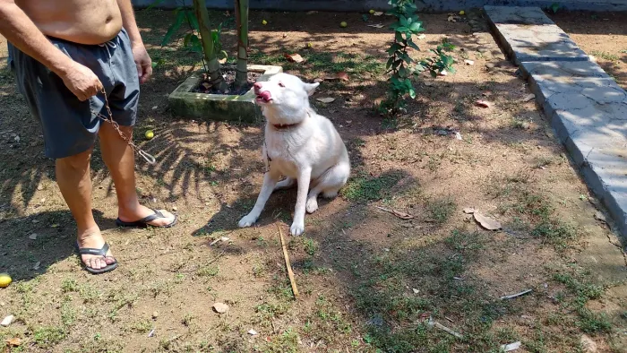 Vendo uma cachorra de raça