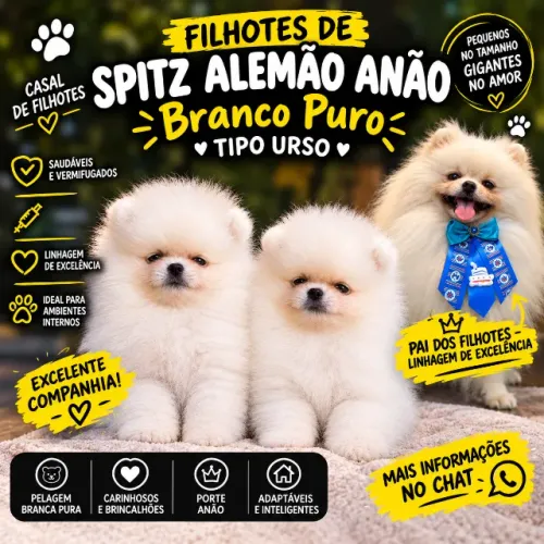 Casal Filhotes de Spitz Alemão Anão