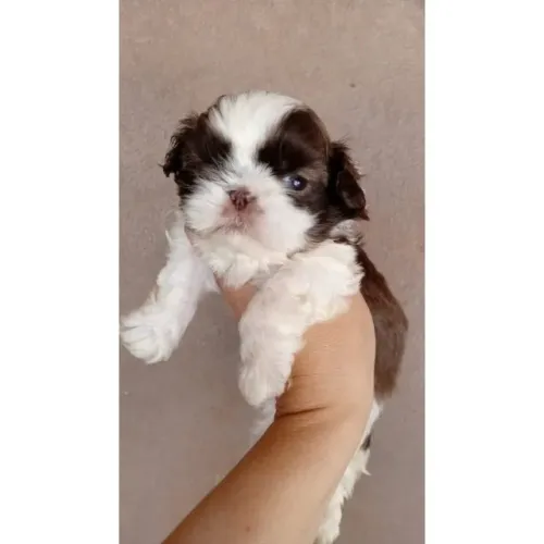 Filhote de Shih tzu