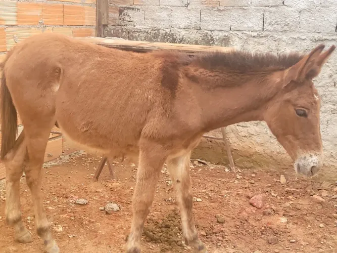 Burro de 8 meses de idade.