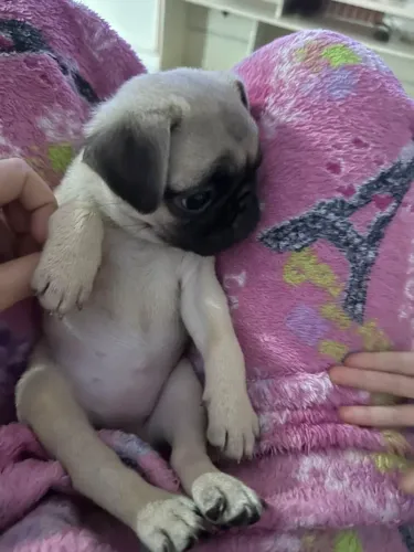 Vendo linda Filhotinha de PUG FÊMEA.