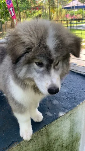 Filhote de Rusk é siberiano