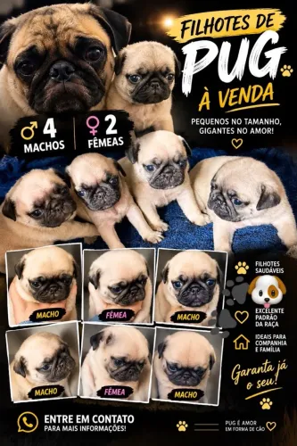 Pug a venda