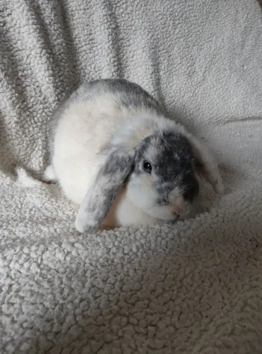 Coelha mini lop uruguaio com olho azul e pelagem rara