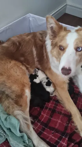 Filhotes Border Collie