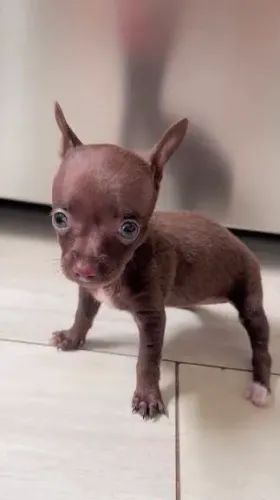 OPORTUNIDADE - Pinscher  chocolate 00 - 2 meses.