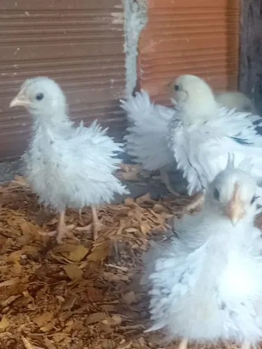 Vendas de pintinhos garnisé 