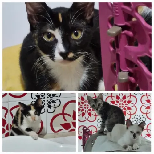 Gatinhos para adoção responsável 