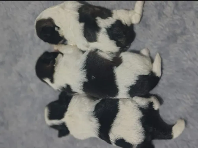 Filhotes de shih Tzu fêmeas a pronta entrega R$ 1,400 temos loja física em Mesquita