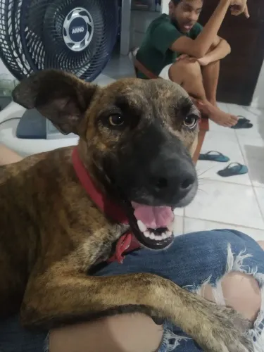 Cachorrinha dócil, tem 3 anos, porem estou me mudando pro RJ e não tenho como levar