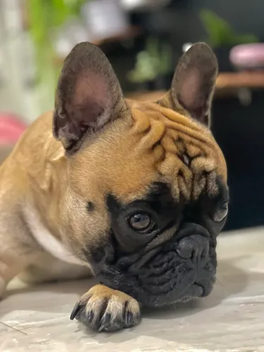 Buldogue francês disponível para cruzar