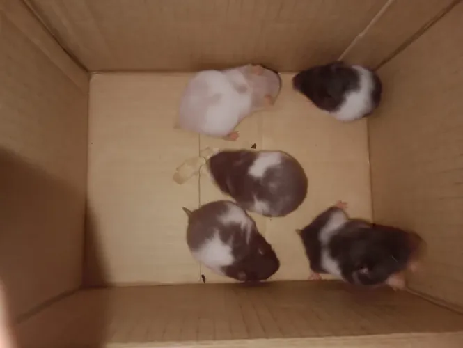 Hamster sírio filhotes