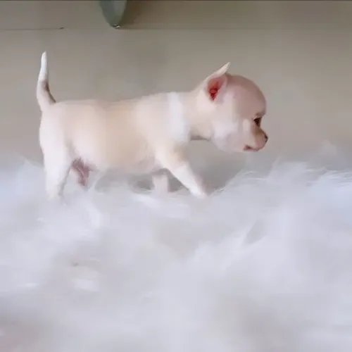 Chihuahua mancho e fêmea