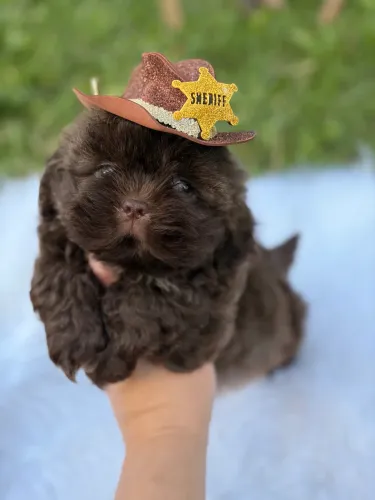 Shih tzu
