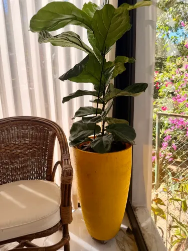 Fícus Lyrata grande com vaso ornamental