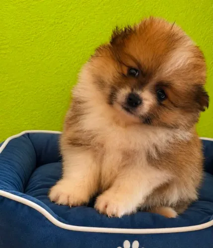 Macho de Lulu da Pomerânia Spitz alemão