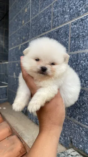 Lulu da pomerania macho