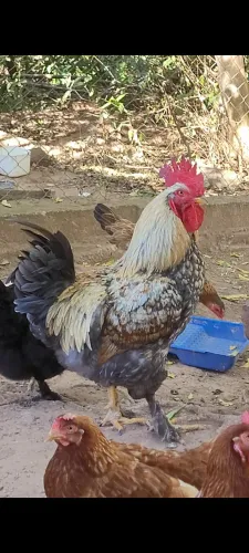 Vendo Galos