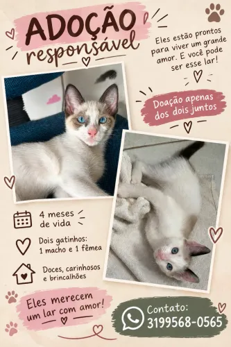 Doação Filhotes de gato