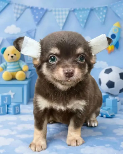 Chihuahua macho Chocotan. Garantia de saúde!