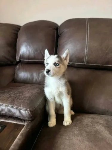 Filhotes de Husky Siberiano | Um amor de cachorro para sua casa.