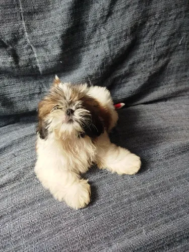Cachorra fêmea da raça shih Tzu