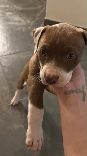 Pitbull