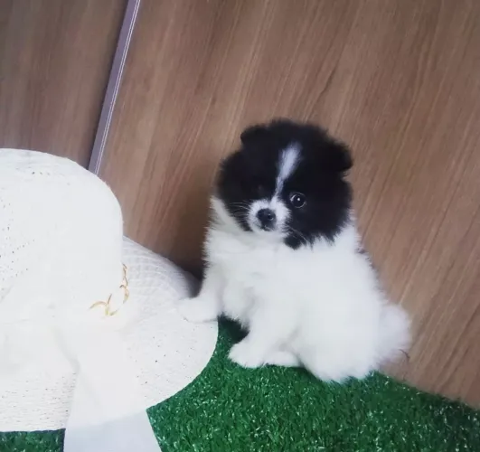 Lulu pomerania