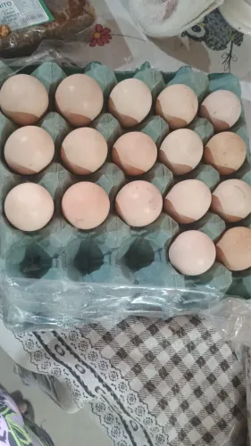 Vendo ovos galados de galinha Índio Legítimo