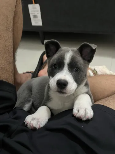 Doação - Filhote mestiço (Border/Pitbull)