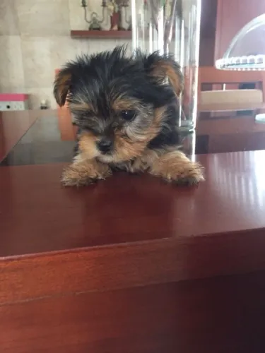 Yorkshire Terrier Filhotes | Um Pequeno Grande Companheiro