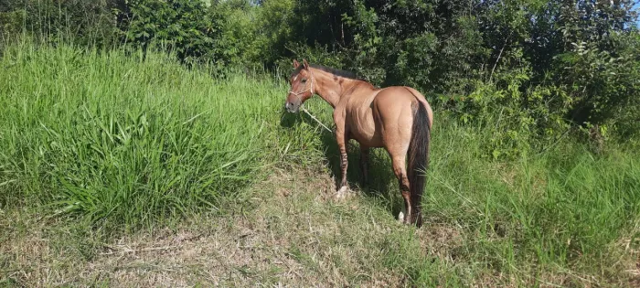Cavalo para adoção consiente